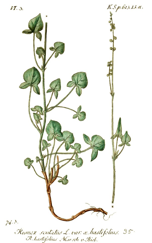 Rumex scutatus - Deutschlands flora in abbildungen nach der natur - vol. 17 - t. 35. Free illustration for personal and commercial use.