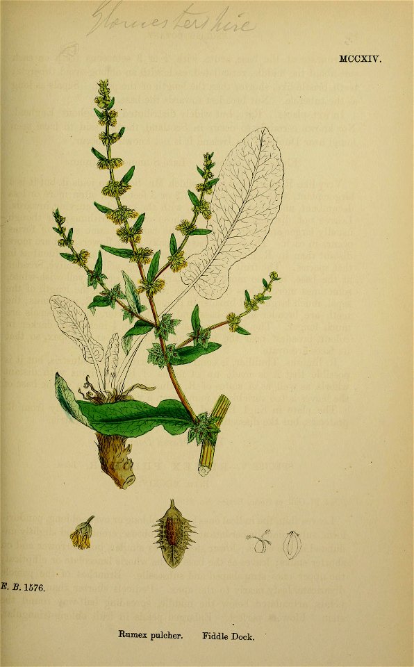 Rumex pulcher - English botany, or, Coloured figures of British plants - vol. 8 (ed. 3) - t. 1214