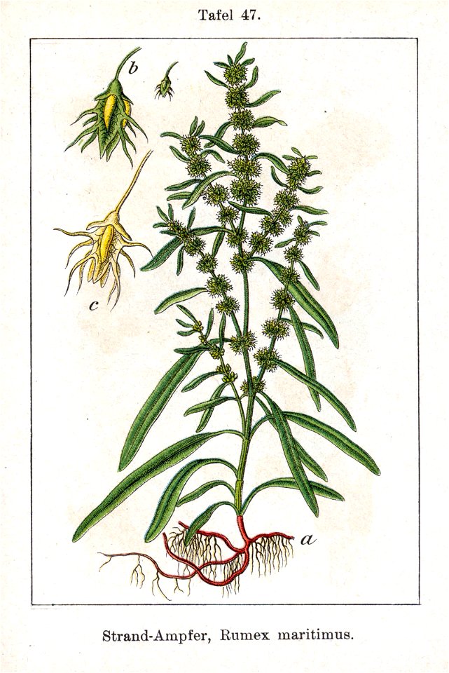 Rumex maritimus Sturm47