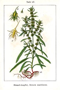 Rumex maritimus Sturm47