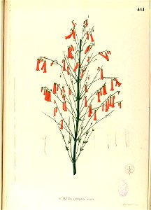 Russelia juncea Blanco2.461-original