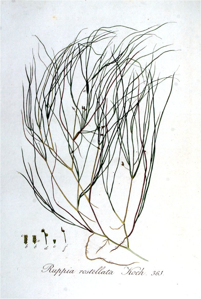Ruppia rostellata — Flora Batava — Volume v5