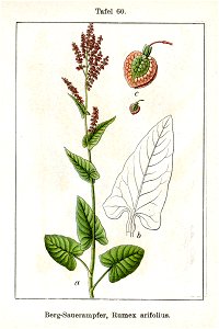 Rumex alpestris Sturm60