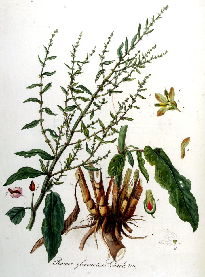 Rumex glomeratus — Flora Batava — Volume v9