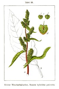 Rumex X patientia Sturm55-original