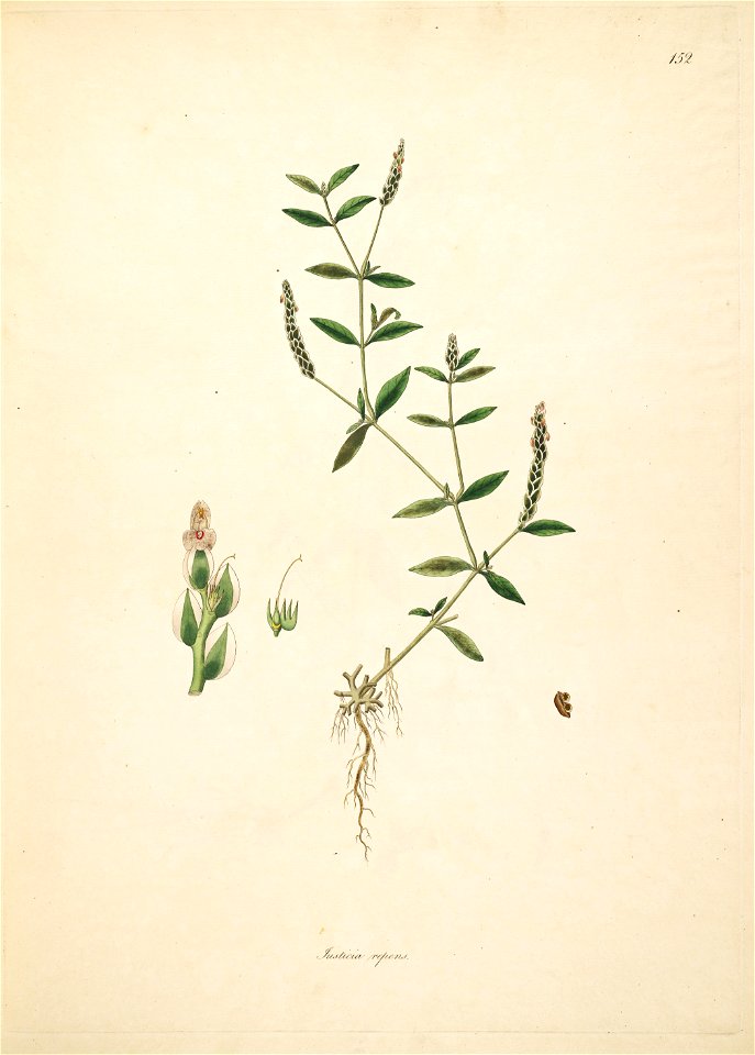 Rungia repens Roxburgh 1798 2-152