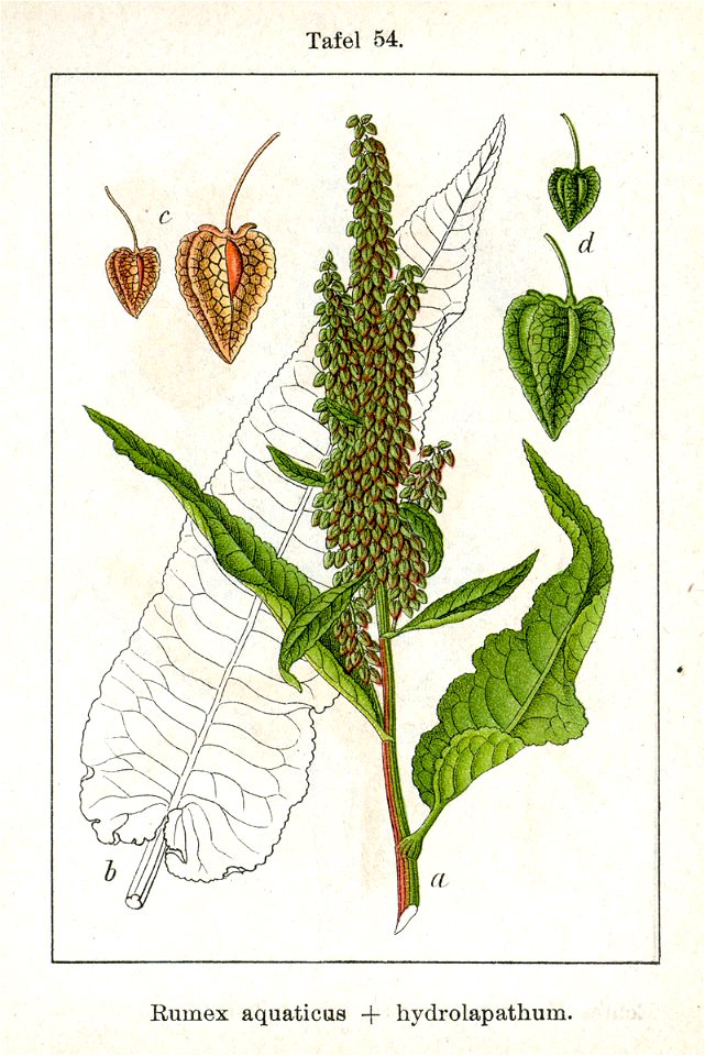 Rumex aquaticus X Sturm54