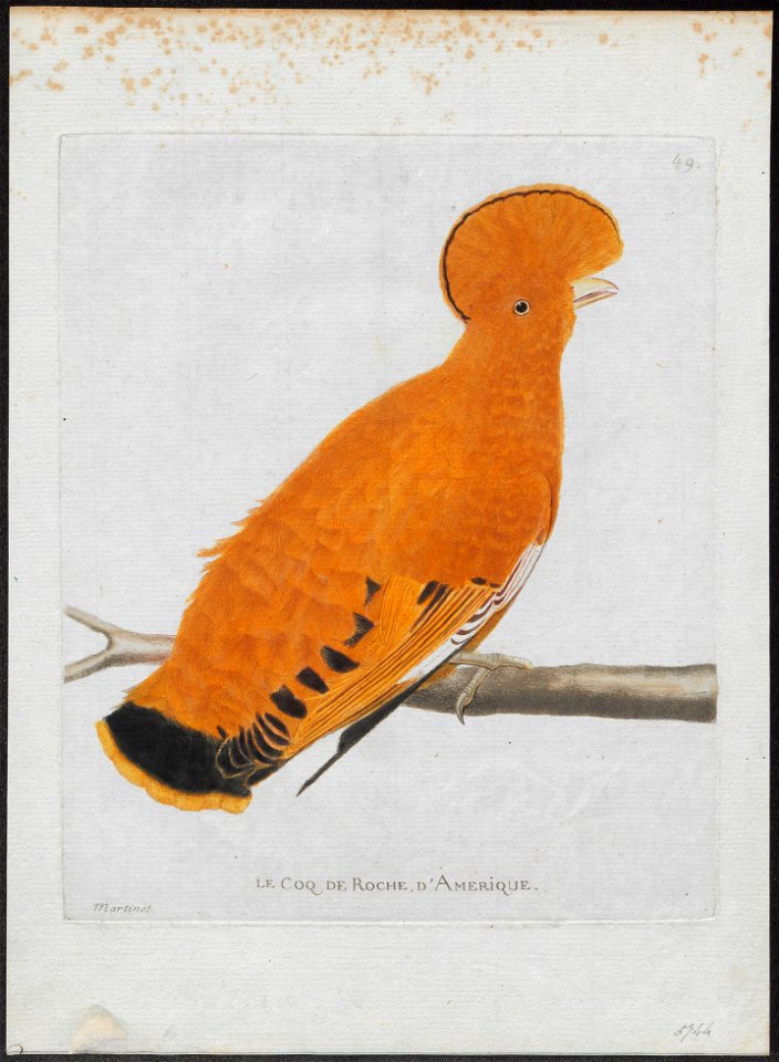 Rupicola crocea - 1790-1796 - Print - Iconographia Zoologica - Special Collections University of Amsterdam - UBA01 IZ16600257