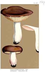 Russula alutacea-Cooke-2