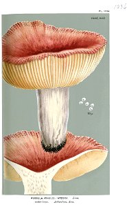 Russula integra-Cooke