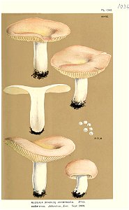 Russula veternosa-Cooke