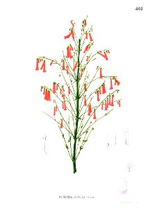 Russelia juncea Blanco2.461