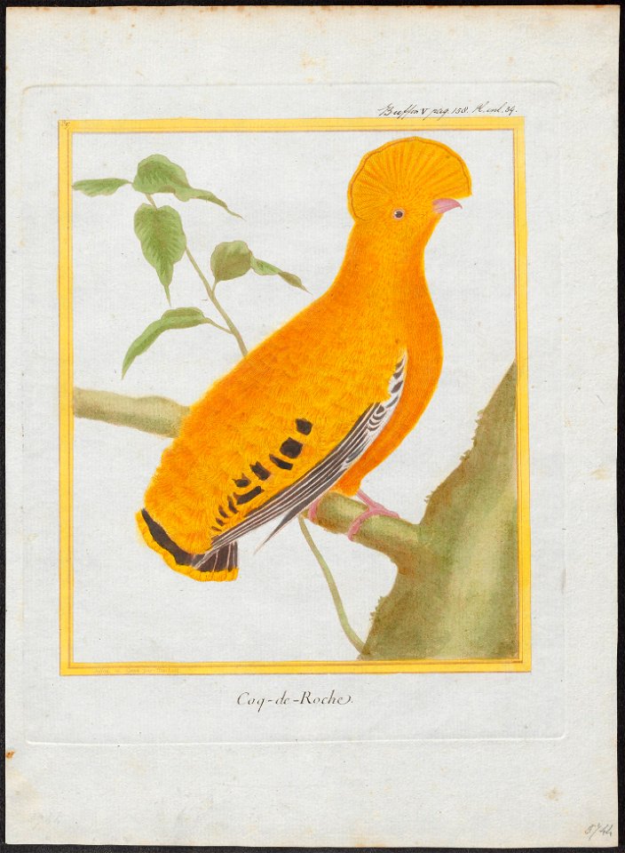 Rupicola crocea - 1700-1880 - Print - Iconographia Zoologica - Special Collections University of Amsterdam - UBA01 IZ16600251