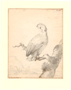 Rupicola crocea - 1710-1792 - Print - Iconographia Zoologica - Special Collections University of Amsterdam - UBA01 IZA1000738