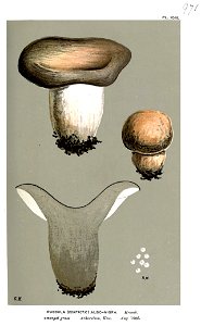 Russula albonigra-Cooke