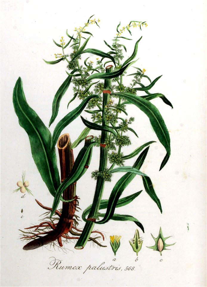 Rumex palustris — Flora Batava — Volume v8. Free illustration for personal and commercial use.