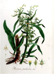 Rumex palustris — Flora Batava — Volume v8