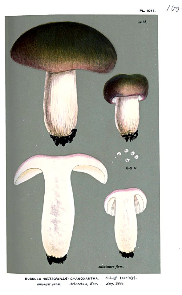 Russula cyanoxantha-Cooke