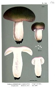 Russula cyanoxantha-Cooke. Free illustration for personal and commercial use.