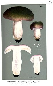 Russula cyanoxantha-Cooke
