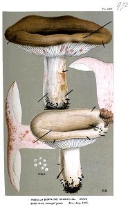 Russula densifolia-Cooke