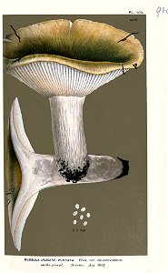 Russula furcarta var. ochroviridis. Free illustration for personal and commercial use.