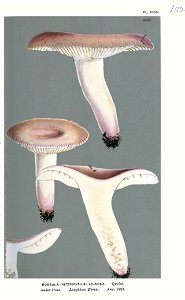 Russula lilacea-Cooke