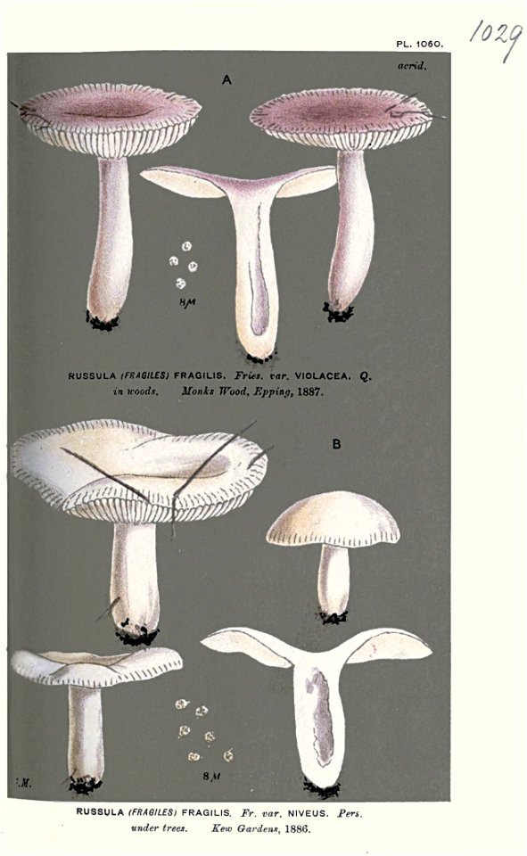 Russula fragilis-Cooke