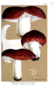 Russula rubra var sapida-Cooke. Free illustration for personal and commercial use.