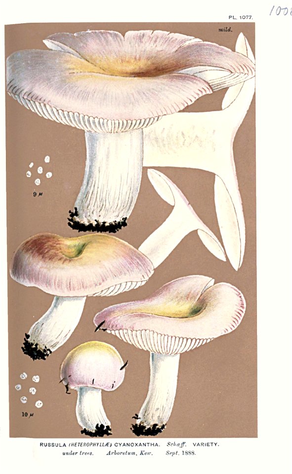 Russula cyanoxantha var-Cooke. Free illustration for personal and commercial use.