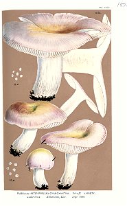 Russula cyanoxantha var-Cooke