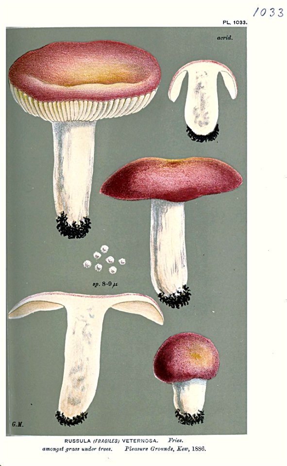 Russula veternosa-Cooke-2