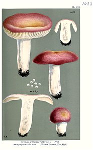 Russula veternosa-Cooke-2