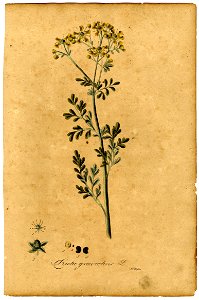 Ruta graveolens Mann