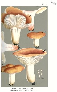 Russula barlae-Cooke