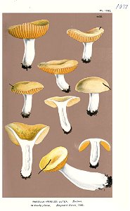 Russula lutea-Cooke