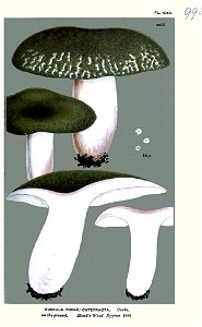 Russula cutefracta-Cooke. Free illustration for personal and commercial use.