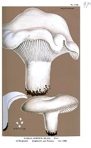 Russula delica.-Cooke