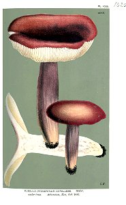 Russula expallens-Cooke