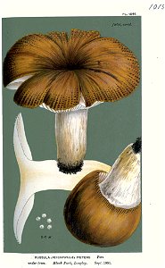 Russula foetens