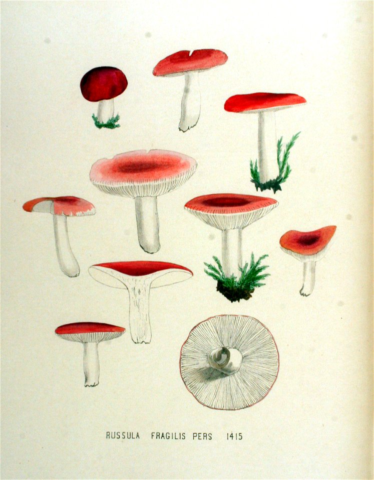 Russula fragilis — Flora Batava — Volume v18