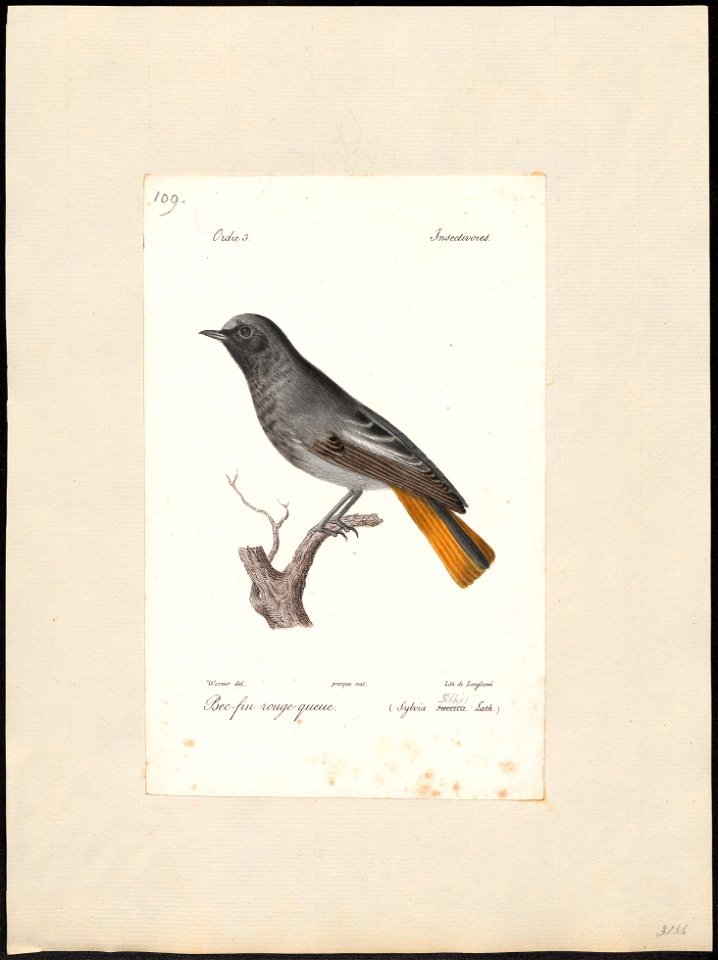 Ruticilla tithys - 1842-1848 - Print - Iconographia Zoologica - Special Collections University of Amsterdam - UBA01 IZ16200242