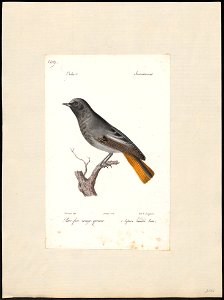 Ruticilla tithys - 1842-1848 - Print - Iconographia Zoologica - Special Collections University of Amsterdam - UBA01 IZ16200242