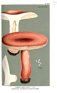 Russula linnaei-Cooke