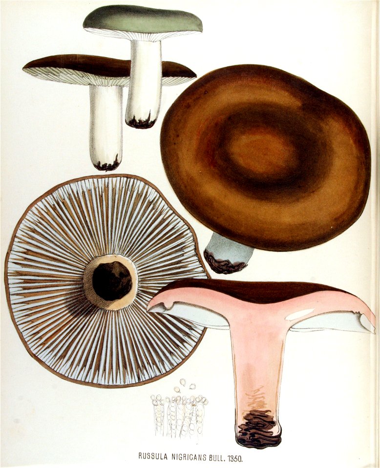 Russula nigricans — Flora Batava — Volume v17