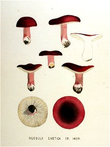Russula emetica — Flora Batava — Volume v18