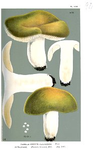 Russula olivascens