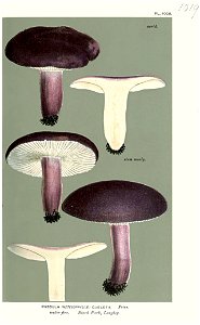 Russula queletii-Cooke