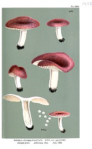Russula punctata-Cooke