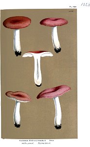 Russula fragilis Cooke-2